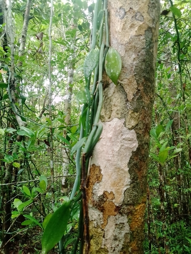 Vanilla coursii