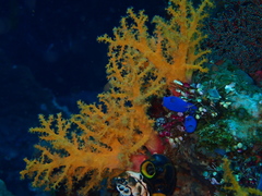 Chironephthya