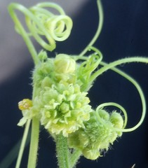 Cucurbitaceae