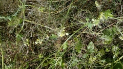 Cucurbitaceae