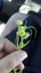 Cucurbitaceae