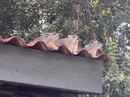 Bush Hyrax (Heterohyrax brucei)