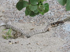 Masticophis fuliginosus