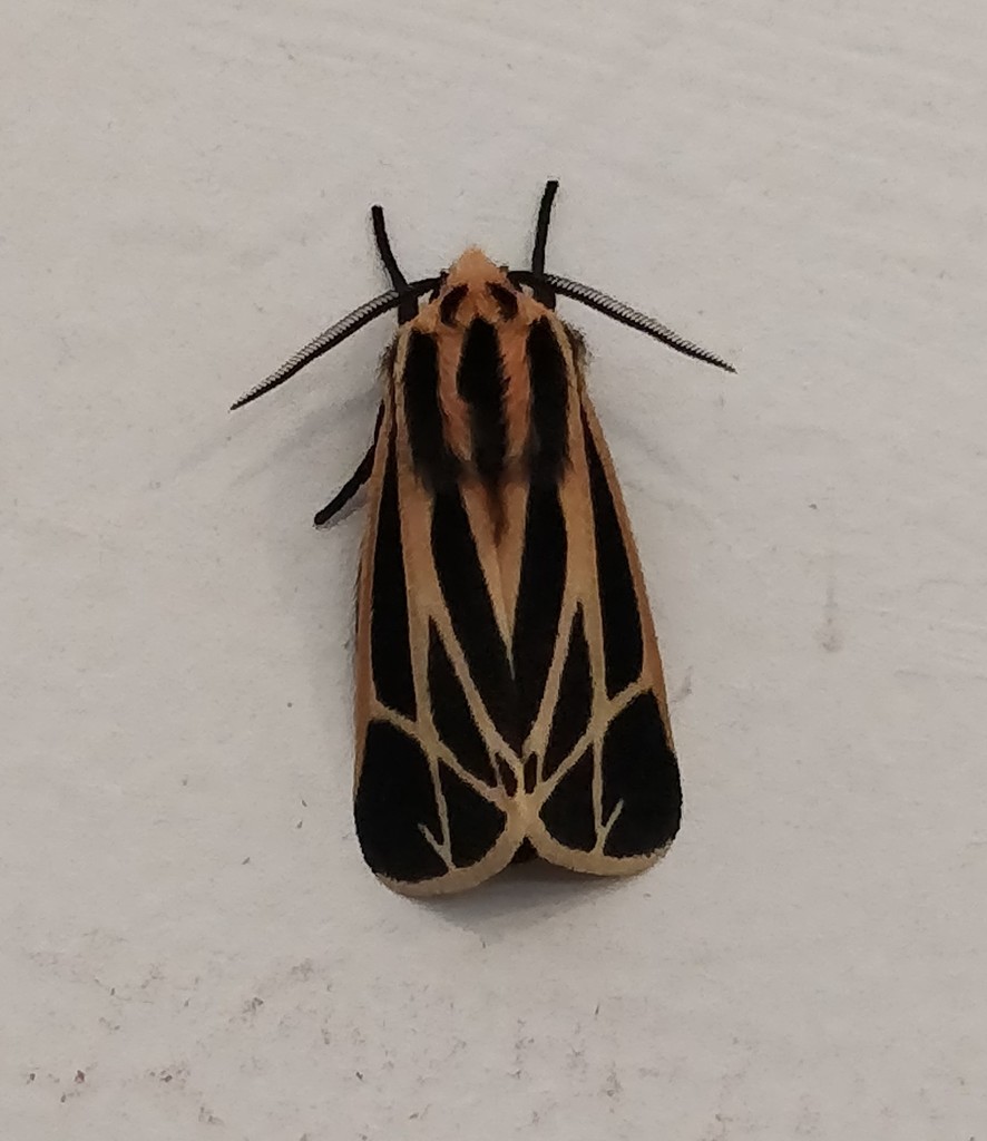 Harnessed Tiger Moth
