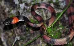 Siphlophis compressus