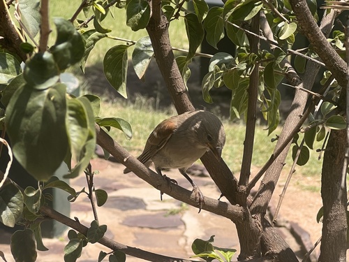 Swahili Sparrow (Passer suahelicus), photo 6
