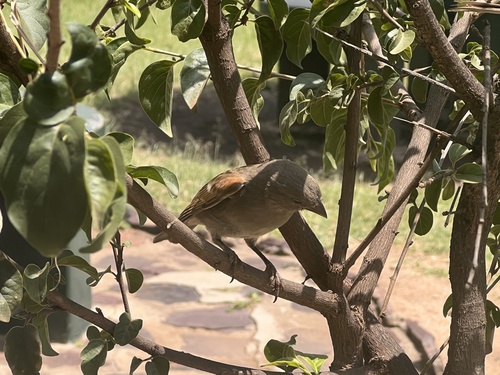 Swahili Sparrow (Passer suahelicus), photo 6