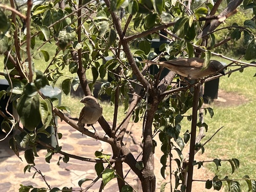 Swahili Sparrow (Passer suahelicus), photo 9