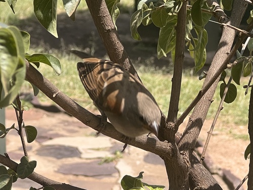 Swahili Sparrow (Passer suahelicus), photo 10