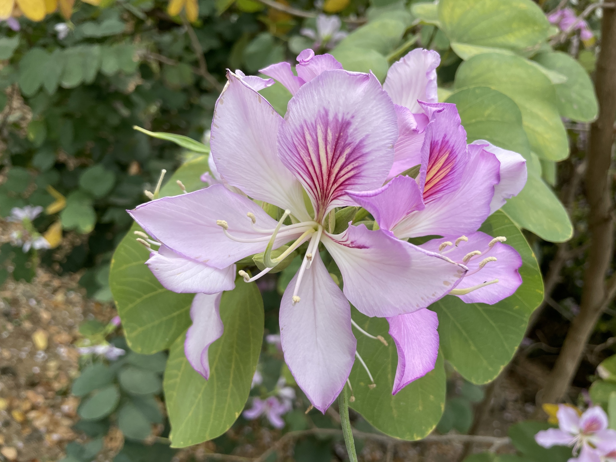 Bauhinia variegata L.