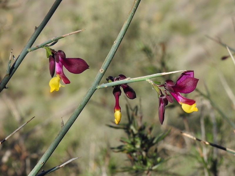 false milkworts