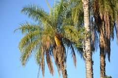 Cocoseae
