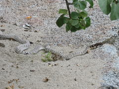 Masticophis fuliginosus