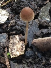 Psathyrella atrospora