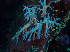 Chironephthya