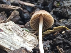 Psathyrella atrospora