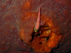 Helcogramma striata