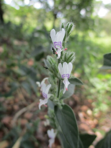 Hypoestes forskaolii image