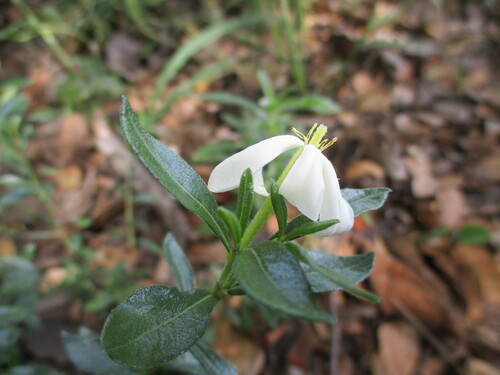 Gardenia brachythamnus