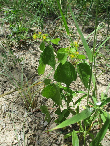 Triumfetta pentandra image