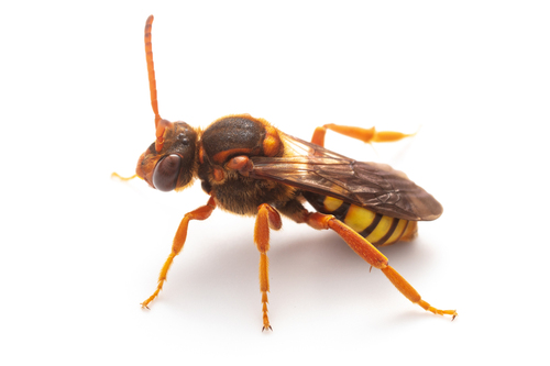 Nomada cristata