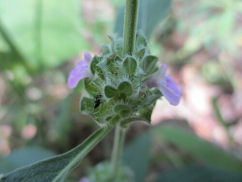 Image of Meiosperma bracteatum by no rights reserved
