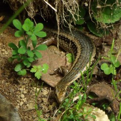 Oligosoma kokowai