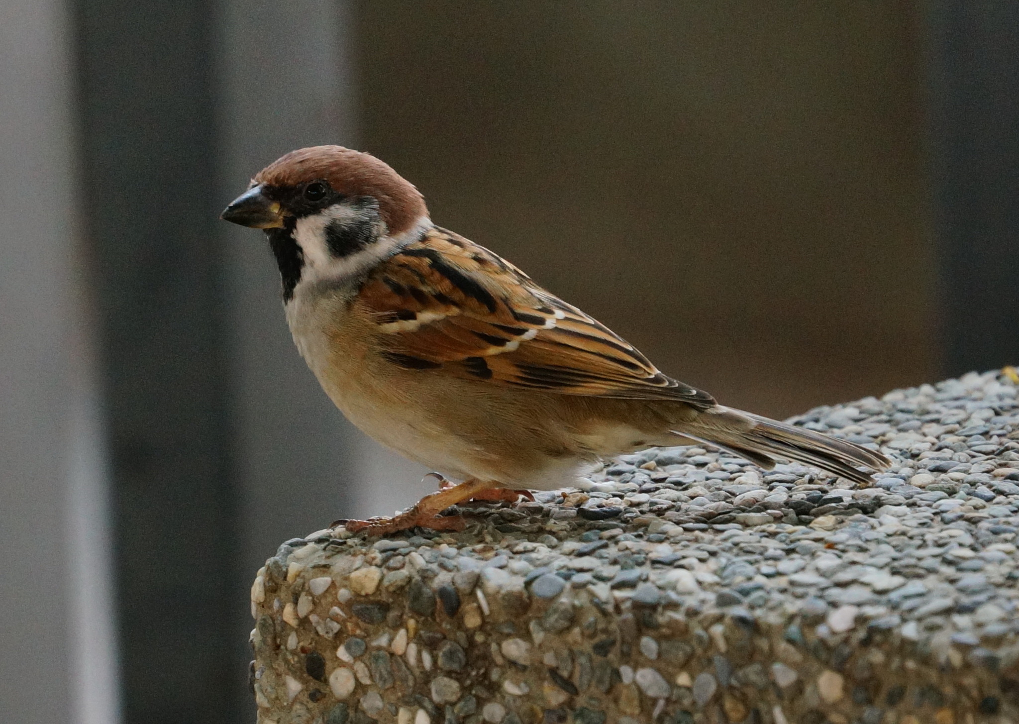 Subspecies Passer montanus saturatus · iNaturalist