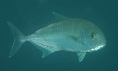 Abrolhos kingfish (Seriola hippos) — Carangidae — 3