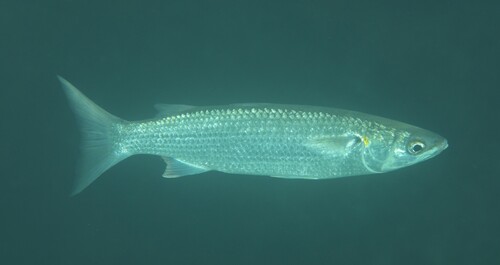 Black spot mullet (Myxus elongatus) — Mugilidae