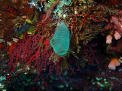 Rhopalaea