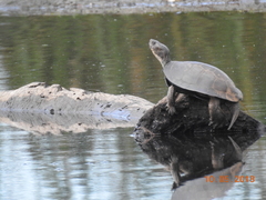 Actinemys marmorata marmorata