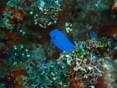 Rhopalaea