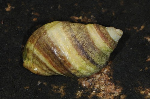 Atlantic Dogwhelk