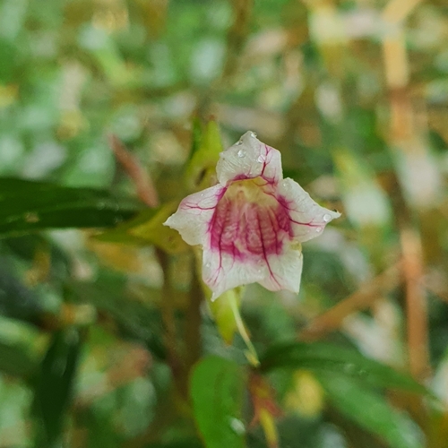 Strobilanthes schomburgkii