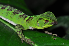Enyalioides laticeps