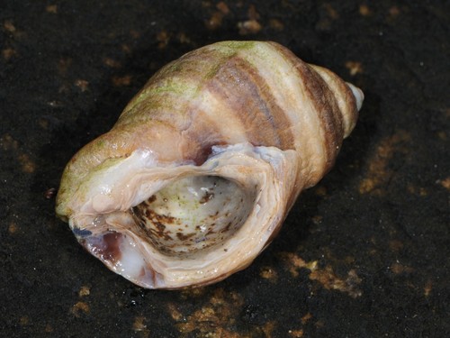 Atlantic Dogwhelk