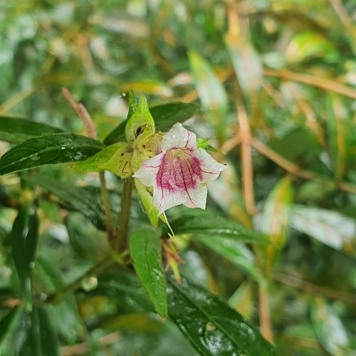 Strobilanthes schomburgkii, photograph 1
