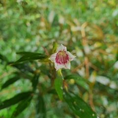 Strobilanthes schomburgkii, photograph (c) pbsg, some rights reserved (CC BY)