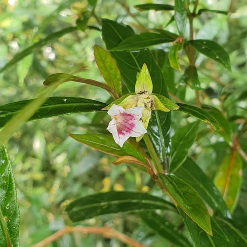 Strobilanthes schomburgkii, photograph 3