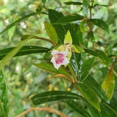 Strobilanthes schomburgkii, photograph (c) pbsg, some rights reserved (CC BY)