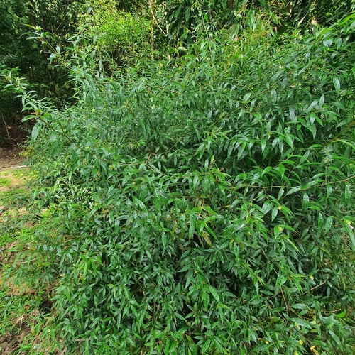 Strobilanthes schomburgkii, photograph 4