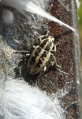 Eudiagogus rosenschoeldi