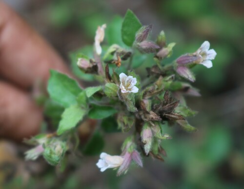 Lepidagathis fasciculata observed 2022-04-08