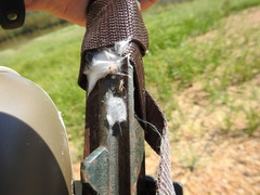 Eudiagogus rosenschoeldi