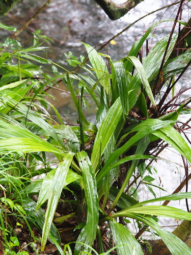 Image of Taiwan Christmas Orchid (Calanthe formosana) by no rights reserved