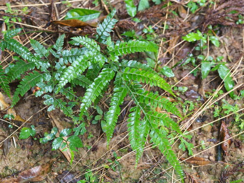 Arachniodes amabilis (Arachniodes amabilis)
