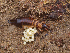 Anisolabis littorea