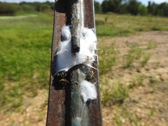 Eudiagogus rosenschoeldi