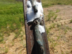 Eudiagogus rosenschoeldi